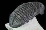 Drotops Trilobite - Excellent Faceted Eyes #76406-1